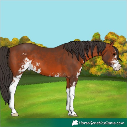 Horse Color:Bay Sabino 