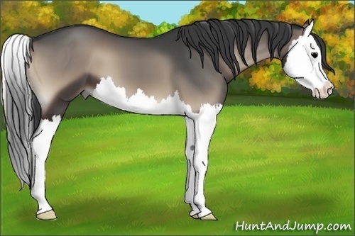 Horse Color:Blue Onyx Splash 