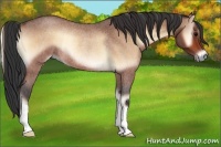 Horse Color:Bay Roan Onyx Rabicano 