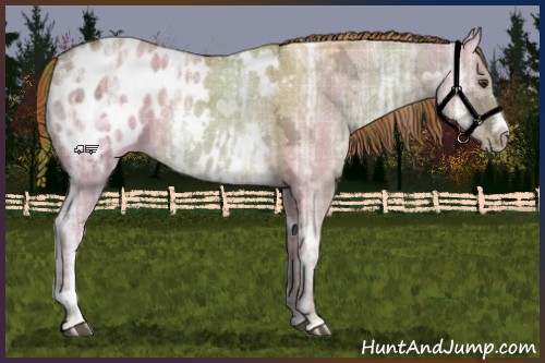 Horse Color:Plaid  White Spotted Red Dun Ice Tobiano Appaloosa 