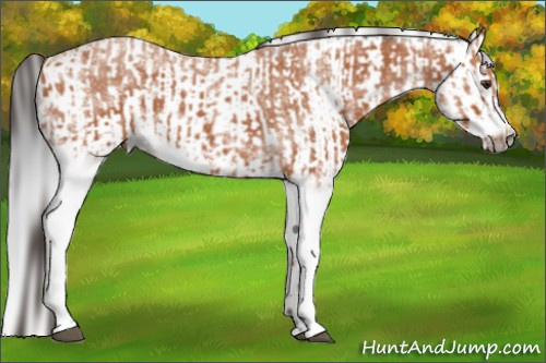 Horse Color:White Spotted Bay Roan Splash Frame  and Gray White Spotted Bay Roan Splash Frame 