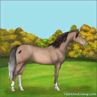 Horse Color:Sable Champagne 