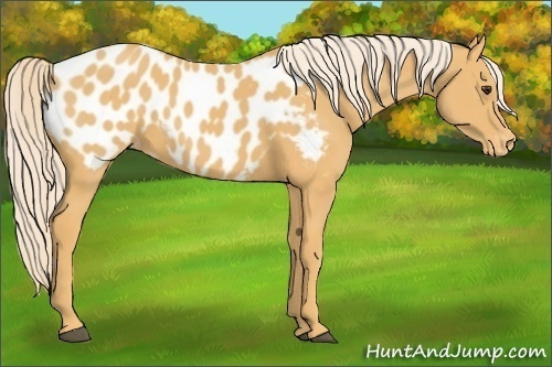 Horse Color:Palomino Appaloosa 