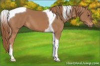 Horse Color:Chestnut Tobiano 