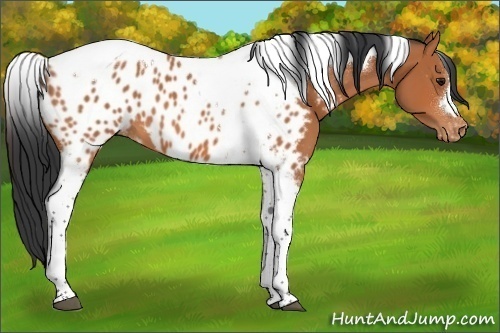 Horse Color:Bay Tobiano Near Leopard