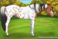 Horse Color:Bay Tobiano Near Leopard