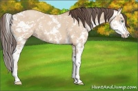 Horse Color:Amber Champagne Dun Sabino 