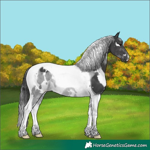 Horse Color:White Spotted Black Tobiano