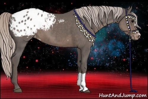 Horse Color:Silver Black Appaloosa 