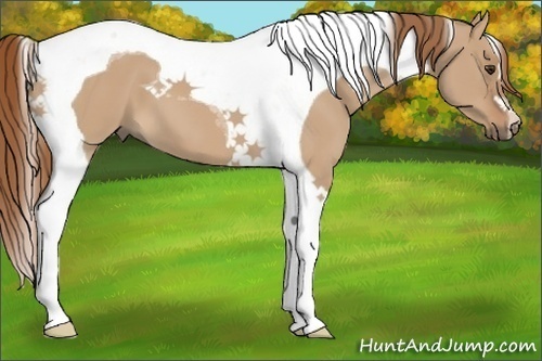 Horse Color:Red Dun Tobiano 