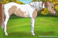 Horse Color:Red Dun Tobiano 