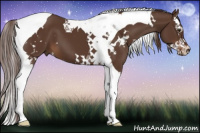 Horse Color:White Spotted Liver Chestnut Splash Tobiano