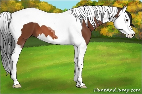 Horse Color:Bay Splash Tobiano 