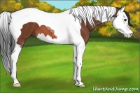 Horse Color:Bay Splash Tobiano