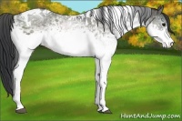 Horse Color:White Spotted Black Tobiano 