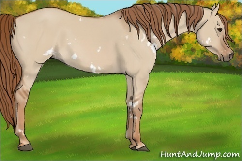 Horse Color:White Spotted Red Dun 