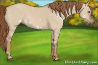 Horse Color:White Spotted Red Dun