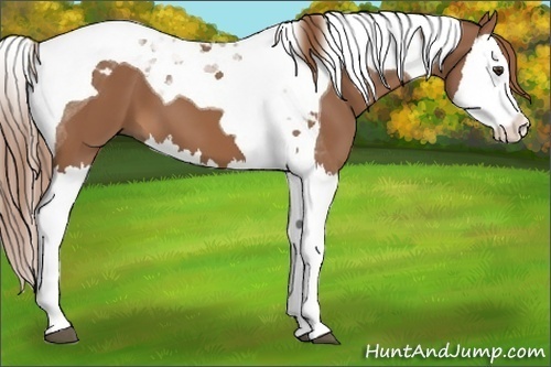 Horse Color:Chestnut Splash Tobiano 