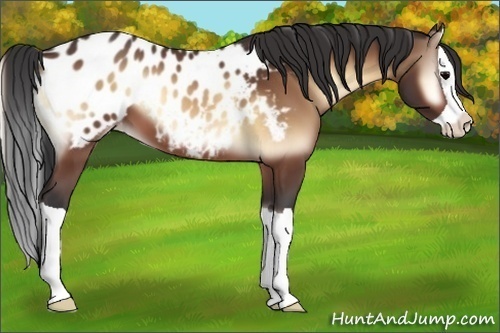 Horse Color:Bay Onyx Splash Appaloosa 