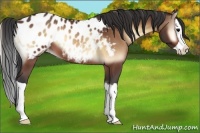 Horse Color:Bay Onyx Splash Appaloosa 