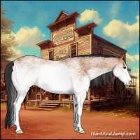 Horse Color:White Spotted Bay Rabicano 