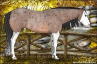 Horse Color:Bay Roan Splash Rabicano 