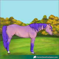 Horse Color:Watercolor Bay 