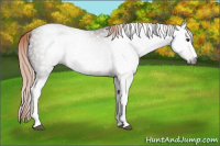 Horse Color:Gray White Spotted Chocolate Palomino 