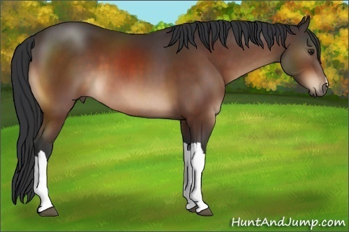 Horse Color:Brown 