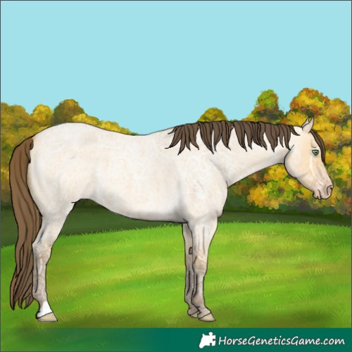 Horse Color:Amber Cream Champagne Ice Roan Dun 