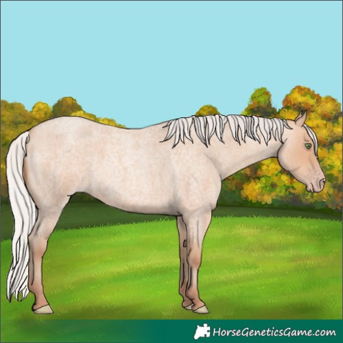 Horse Color:Silver Sable Champagne Roan 