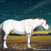 Horse Color:White Spotted Bay Roan Frame Appaloosa 