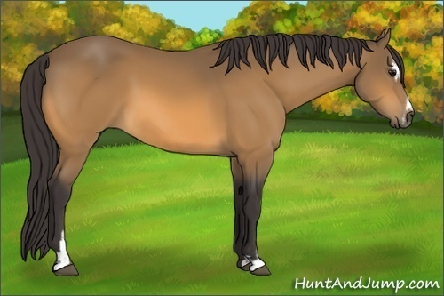 Horse Color:Buckskin Sabino 