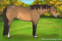 Horse Color:Buckskin Sabino 