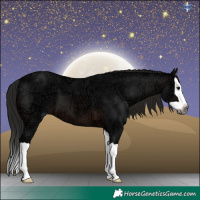 Horse Color:Gray Brown Ice Splash 