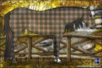 Horse Color:Plaid  Brown Sabino 