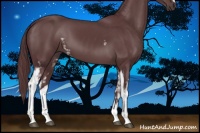 Horse Color:White Spotted Chocolate Black Sabino 