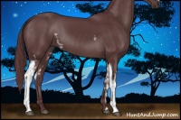 Horse Color:White Spotted Chocolate Black 