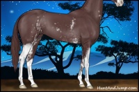 Horse Color:White Spotted Chocolate Black Sabino