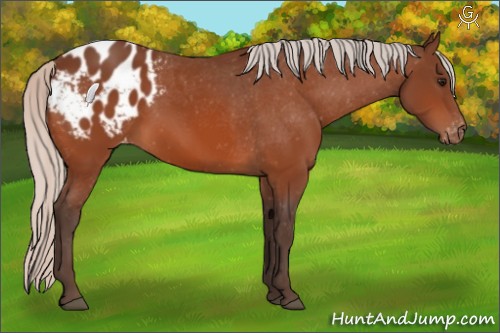 Horse Color:Silver Bay Appaloosa 