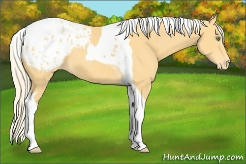 Horse Color:Gold Cream Champagne Tobiano Appaloosa 