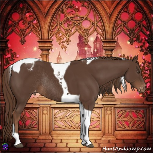 Horse Color:Liver Chestnut Tobiano Appaloosa Rabicano 