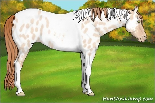 Horse Color:Gold Champagne Roan Dun Tobiano Appaloosa Rabicano 