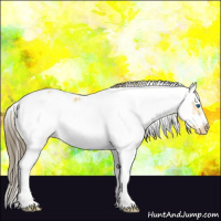 Horse Color:Buckskin Sabino Splash Frame Appaloosa 