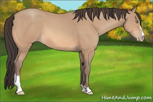 Horse Color:Amber Champagne Sabino 