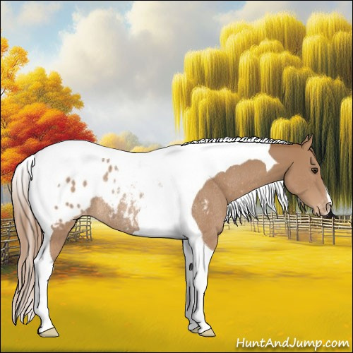 Horse Color:Chestnut Tobiano Appaloosa Rabicano 