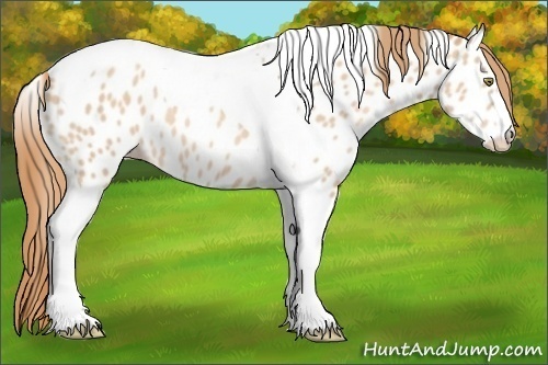 Horse Color:Gold Champagne Tobiano Appaloosa Rabicano 