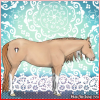 Horse Color:Gold Champagne Sabino Tobiano 