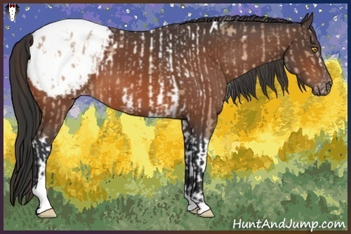 Horse Color:Amber Champagne Sabino Tobiano Blanket  and Bay Tobiano Snowcap 