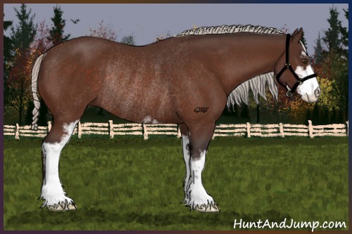 Horse Color:Silver Brown Sabino Rabicano 